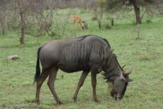 Gnus (19 von 22).jpg